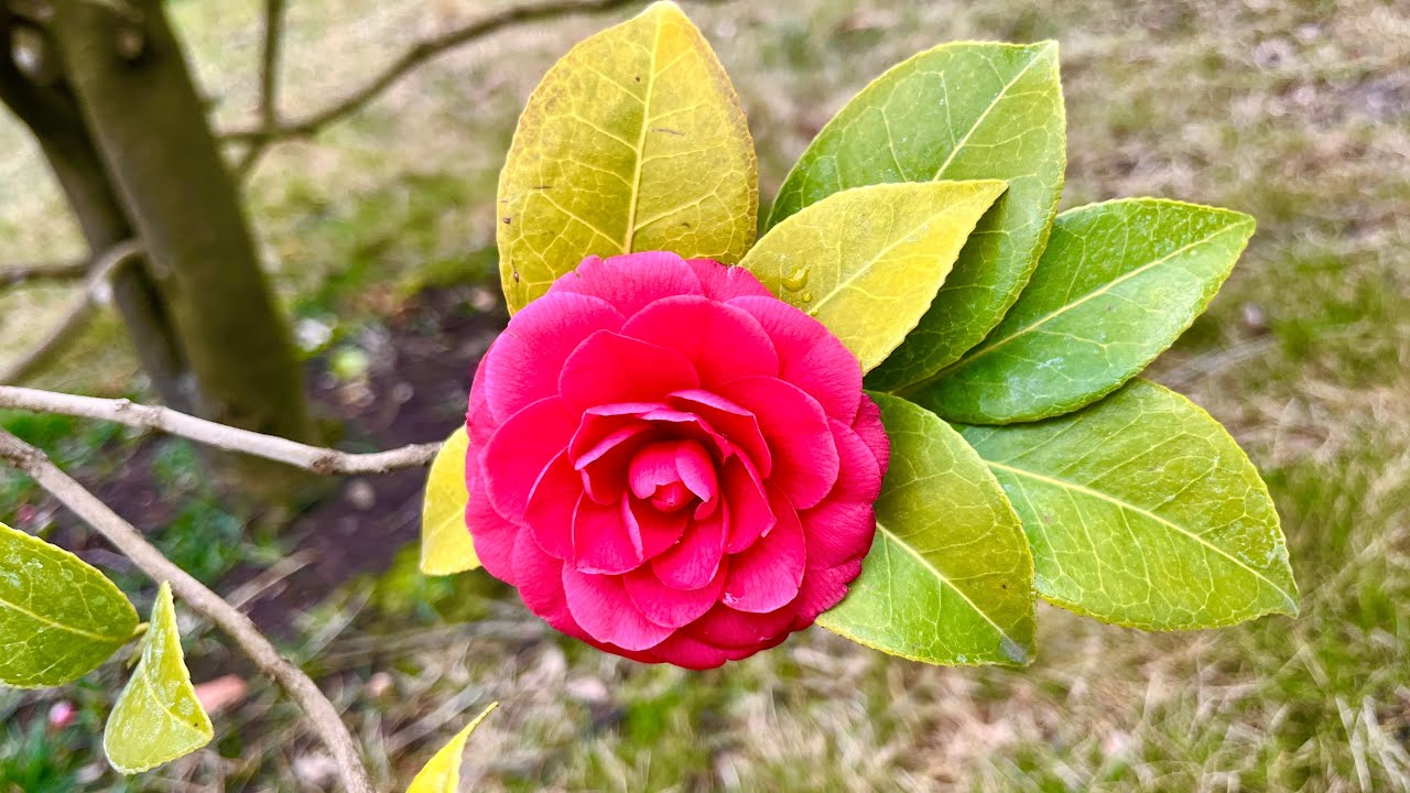 🌸В парке Галицкого в Японском саду распустились первые бутоны ярко-алой камелии.