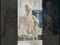 Weirdest facts about the human skeleton #skeletonshorts #skeleton #facts