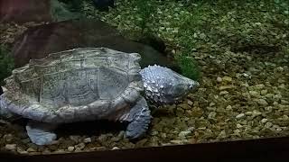 Common snapping turtle versus alligator snapping turtle (guess who wins?)