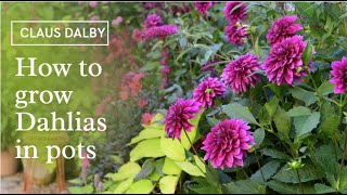 How to grow Dahlias in pots