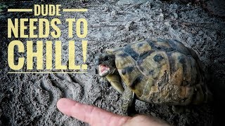 Why is my TORTOISE SO AGGRESSIVE?