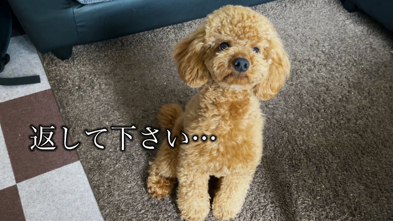 壊れたお気に入りのおもちゃを捨てられ それでも諦めない犬 トイプードル Youtube