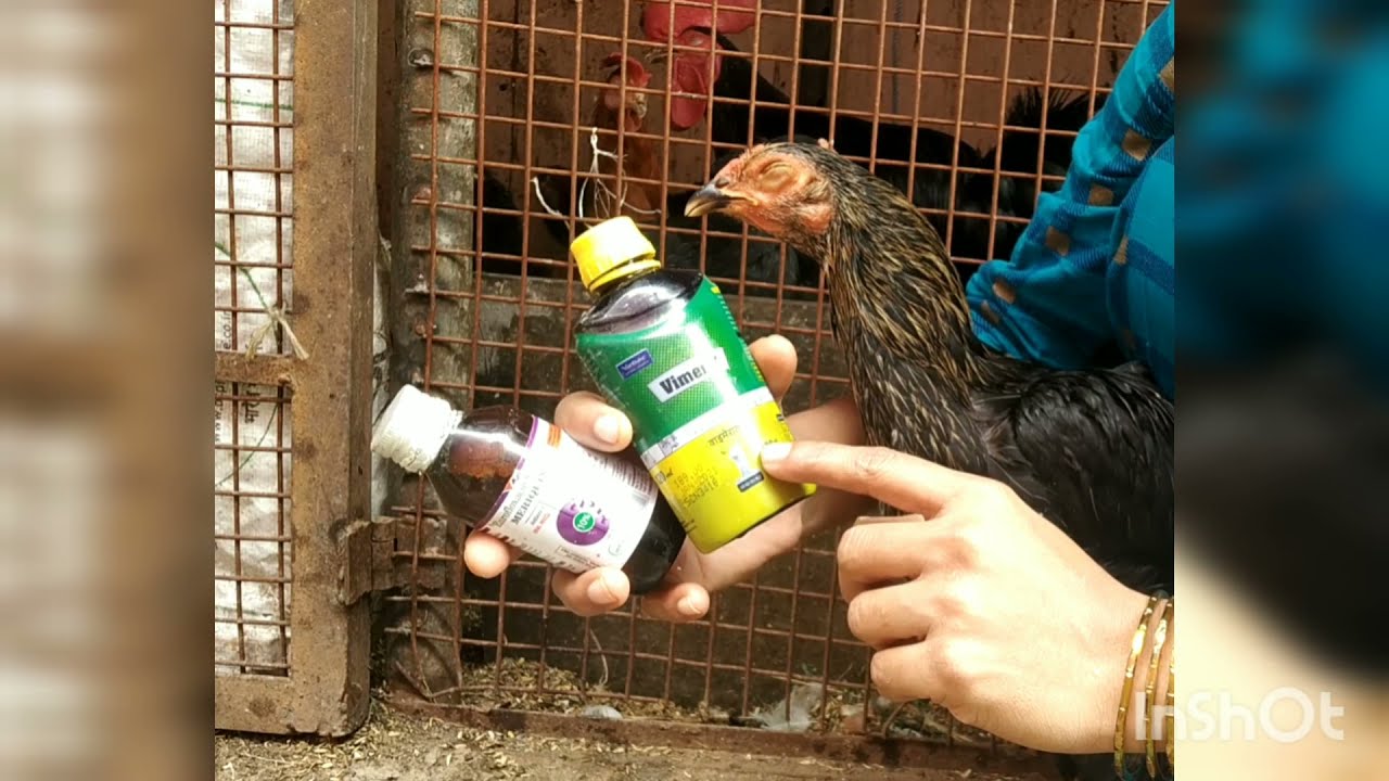 Coryza treatment for hens
