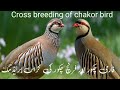 Cross breeding of farmi and french chakor|chakor farming in pakistan#utube #utubeshorts #utubevideo