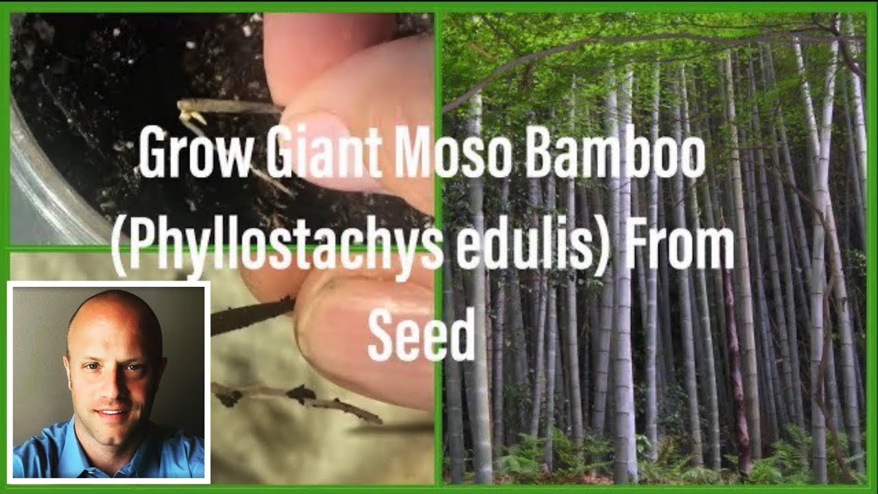 How to Sprout Lots of Moso Bamboo From Seeds! (Phyllostachys edulis