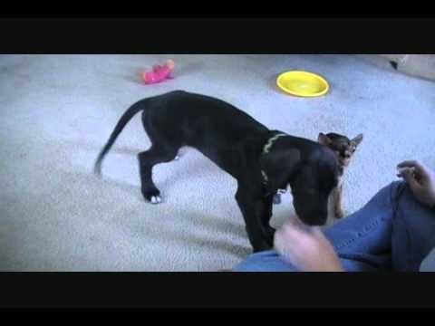 nova-the-great-dane:-10-weeks-clicker-training-(bow-and-high-five)