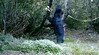 クマ情報】週間レポート9/10～9/19（大沼後生掛地区） | 八幡平