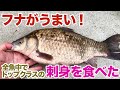 フナがうまい!これは全魚中トップクラスの刺身かもしれん