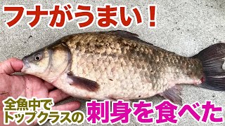 フナがうまいこれは全魚中トップクラスの刺身かもしれん