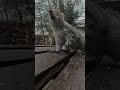 Walnut loving squirrel Ms Cinders