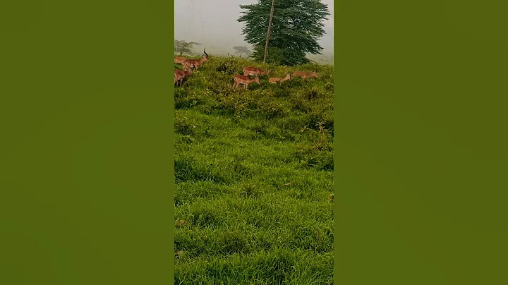 .30-06🔥PUNCHES1 |Dear hunting #texas #viral #animalshorts #nature #naturalattractions