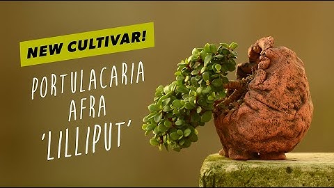 Introducing the new miniature cultivar: Portulacaria Afra 