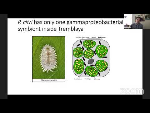 Video: Functionele Analyse Van RIP-toxines Van De Drosophila Endosymbiont Spiroplasma Poulsonii