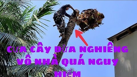 Cưa cây dừa còn nhiều trái nghiêng vô nhà khá nguy hiểm|Huy Nguyễn Bến Tre