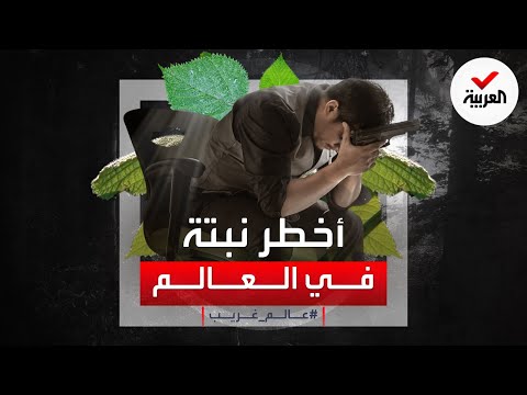 فيديو: الأرواح الحية للأشجار