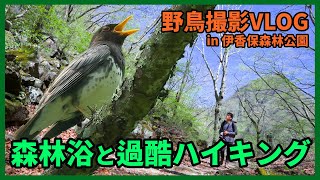 野鳥撮影Vlog「新緑を 歩む眼は 上に向き」初夏の伊香保森林公園を歩く、クロツグミ、オオルリ、キビタキ、ミソサザイ、アカハラ等 Birding in Japan shot on SONY α1