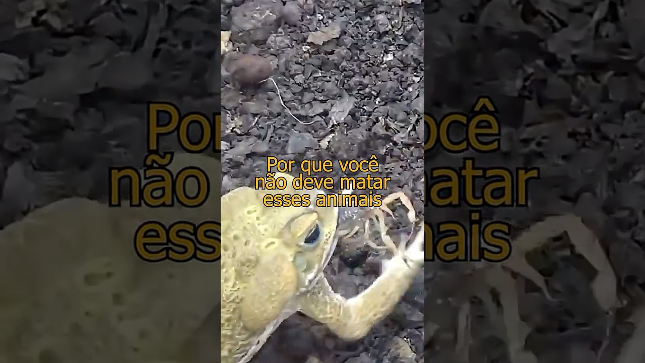 Já imaginou que aquele sapo que muita gente tenta matar pode estar protegendo o seu quintal?