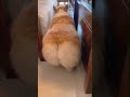 😂 Watch This Dog Hilariously Backing Up With His Big Butt! 🐶🍑 #funnydogs  #dogcomedy