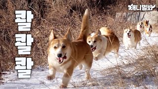 Come Watch Adorable Corgi Loaves