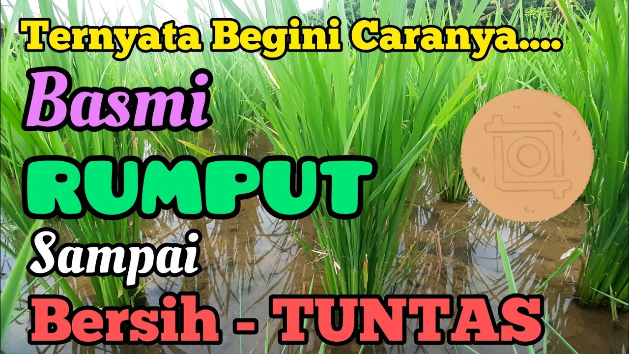 Cara Basmi Rumput Pada Tanaman Padi. Ampuh Basmi Gulma di Pesawahan ...