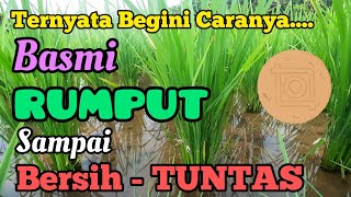 Cara Basmi Rumput Pada Tanaman Padi. Ampuh Basmi Gulma di Pesawahan