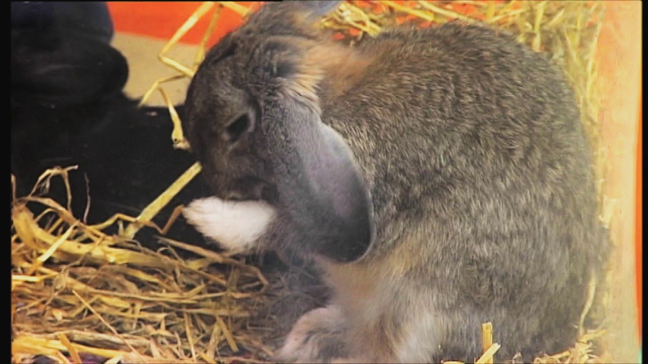 Bonusbunny Bonusbunny