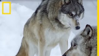 Un couple de loups gris attend ses petits