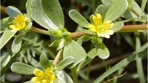 Purslane- One Of The Best Weeds You Will Eat - DayDayNews