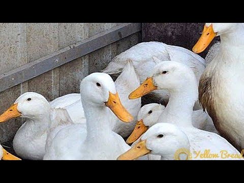 تربيه البط الفرنساوي الشرشيري اسهل تربيه