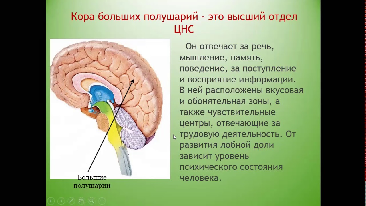 Передний мозг. Передний мозг промежуточный мозг и большие полушария. Функции полушарий переднего мозга. Большие полушария переднего мозга.