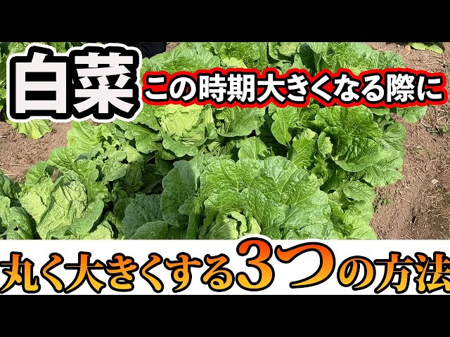 【はくさい】大きくなる過程。丸くて大きい白菜を作るためにするべき3つのこと | たわらファーム-農園ものがたり-｜YouTubeランキング