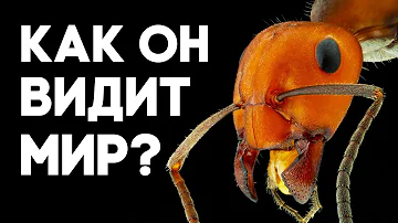 КАК ВИДЯТ И СЛЫШАТ МУРАВЬИ НА САМОМ ДЕЛЕ? \ Димон и пумба