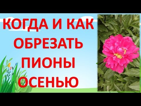 ЧТО НАДО СДЕЛАТЬ С ПИОНАМИ ОСЕНЬЮ. ОБРЕЗКА ПИОНОВ ОСЕНЬЮ. Как выращивать пионы.