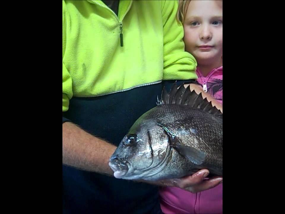 Catch Gallery Blubber Lip Bream Morwong From Bli Bli Bridge 15 09 goa-fishing-big-2-5kg-blubber-lips-snapper-and-silver-bream-india
