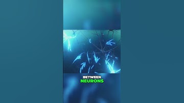 The Marvels of Synaptic Plasticity: How Our Brain