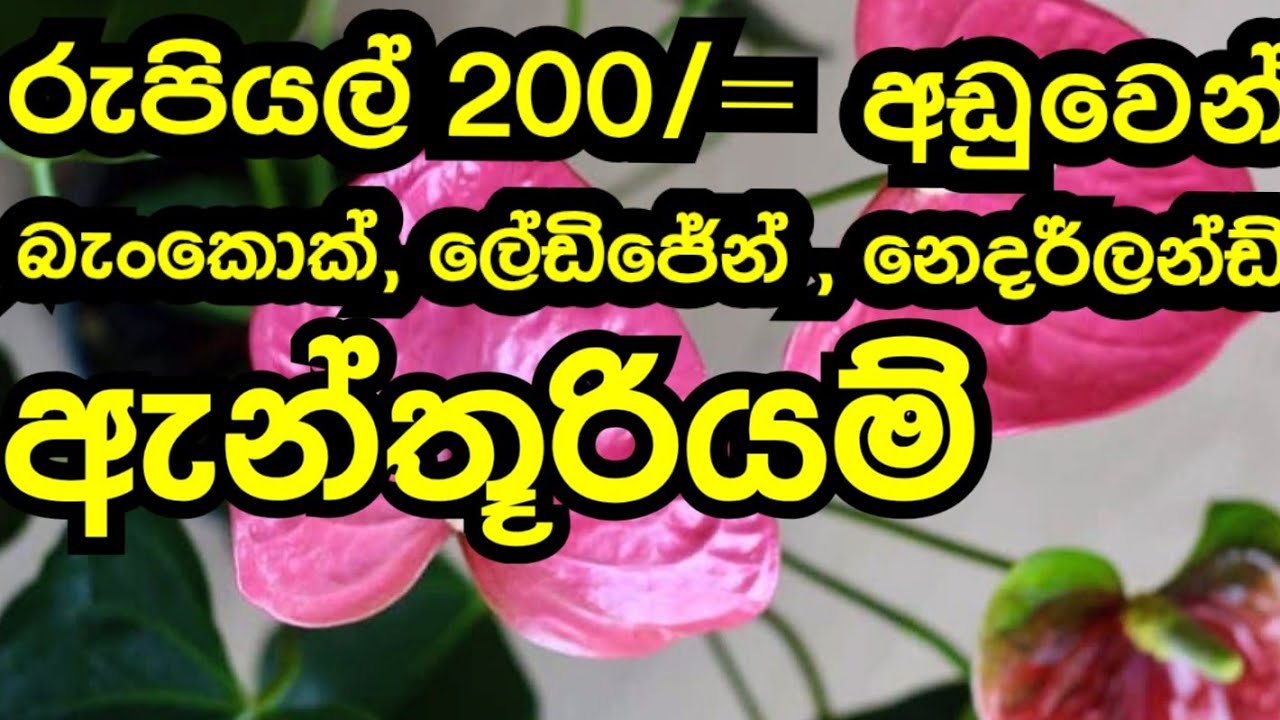 අඩුම මිලට ඇන්තූරියම් හොයන ඔයාලට Low budjet anthurium #anthurium #plantsale #flowers #bangkok
