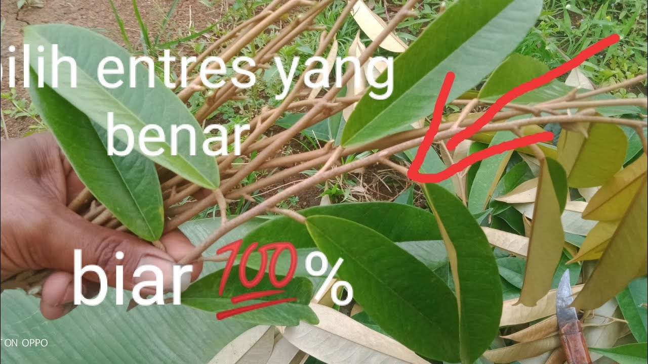 #cara cara pengambilan entres durian yang bagus
