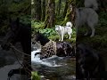 Brave Husky Dog Saved A Trapped Horse from Disaster #dogs #rescue #animals