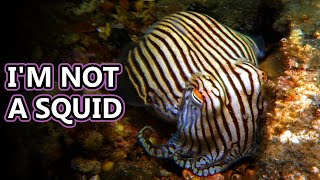 Pajama Squid facts: and other bottletail squids | Animal Fact Files