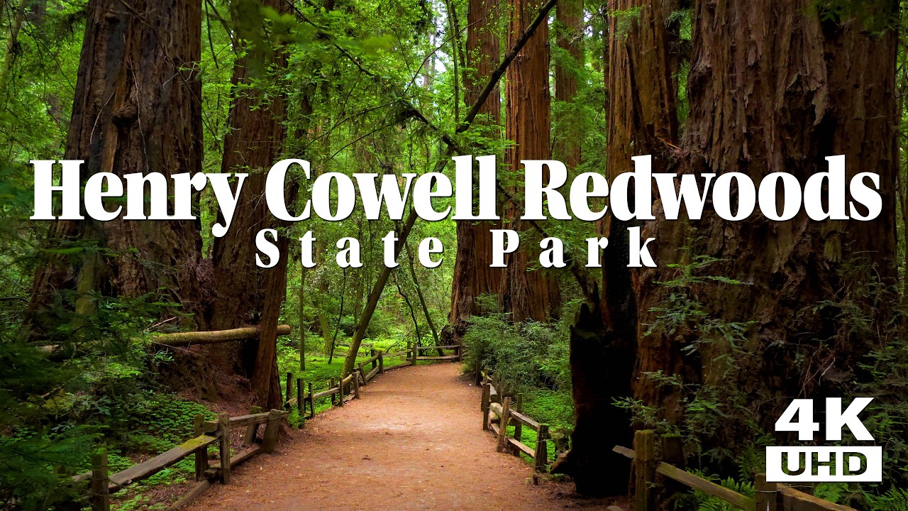 Old Growth Redwood Grove - Henry Cowell Redwood State Park - Best Redwood Forest Walk In Santa Cruz!