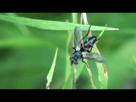 Tachina Fly Tachinidae Cylindromyia On Grassblade