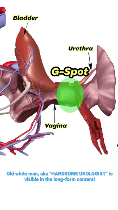 Where is the G-spot? | UroChannel