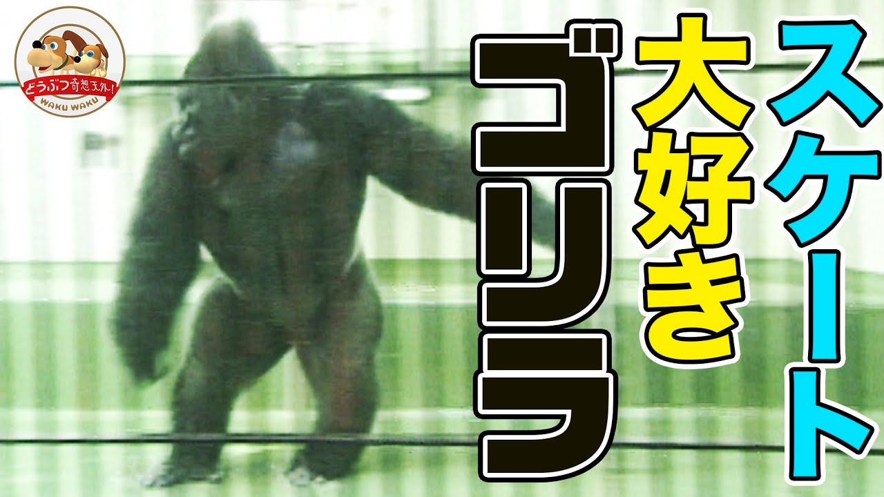 気まぐれゴリラ スケート大好きなゴリラが華麗に滑る！【どうぶつ奇想天外／WAKUWAKU
