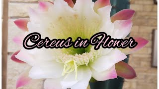 Cereus In Flower😃🙌💖