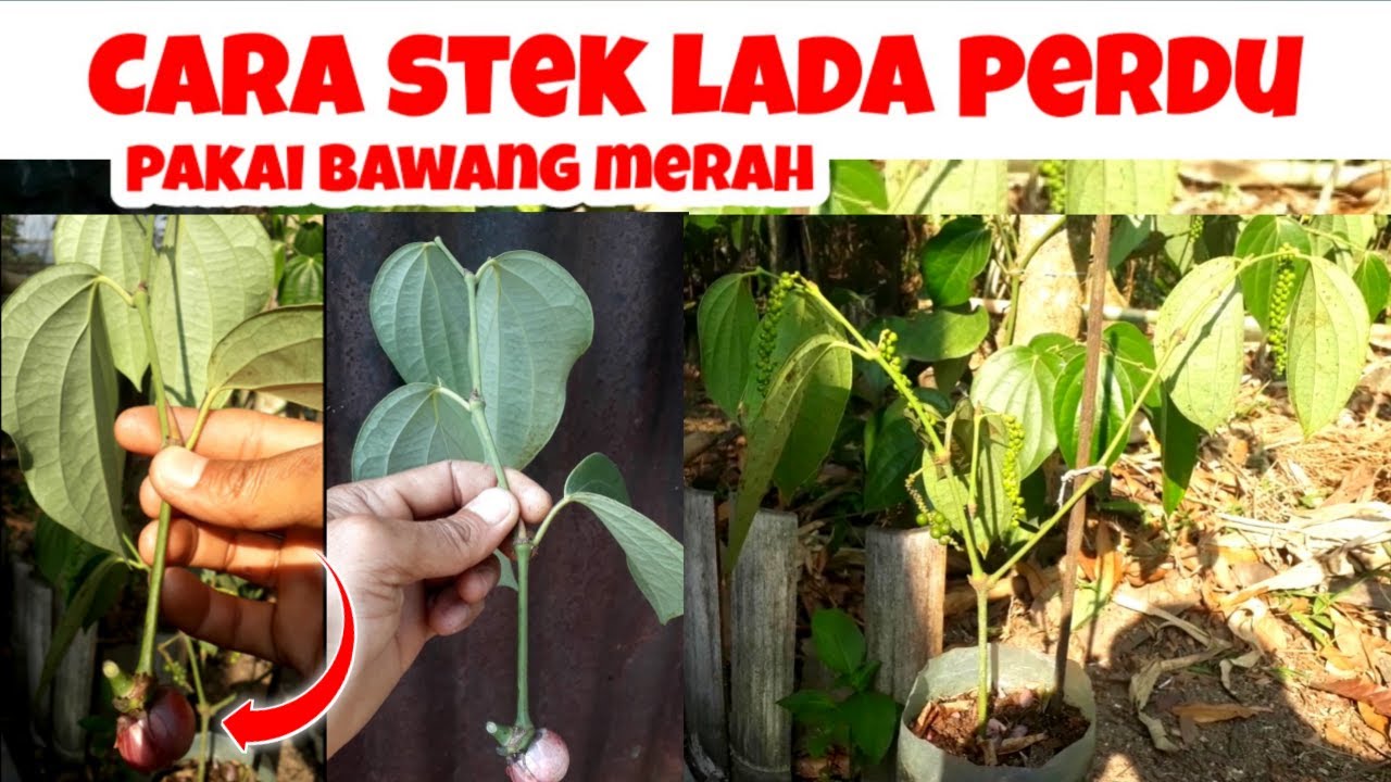 Cara Membuat Bibit Lada Perdu Menggunakan ZPT Bawang Merah