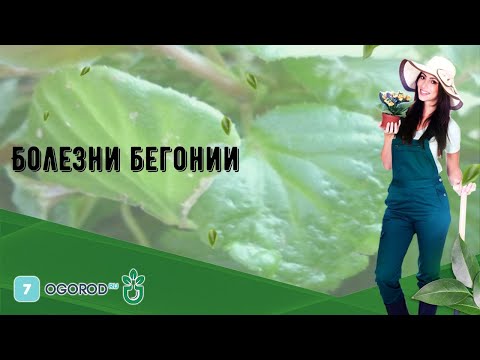 Болезни бегонии