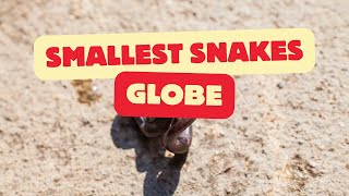 'The Most' Slithering Miniatures: The World's Smallest Snakes screenshot 5