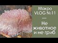 Не животное и не гриб / МакроVLOG №11 / 26.05.2020