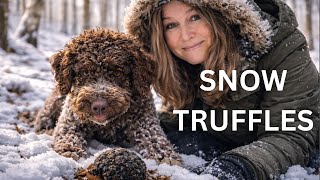 Truffle Dogs Go Hunting in the Snow