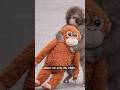 The Monkey Who Hugged the World’s Heart 💔➡️❤️